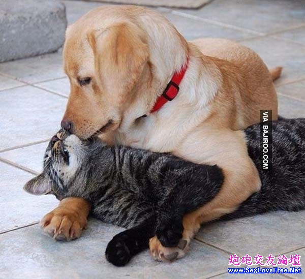 Dog-Kissing-A-Cat-funny-pet-love-animal-pics-images-photo-4.jpg